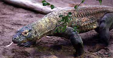 Flora, komodo yang hidup di kebun binatang Chester, Inggris (theguardian.com/ Peter Bryne)