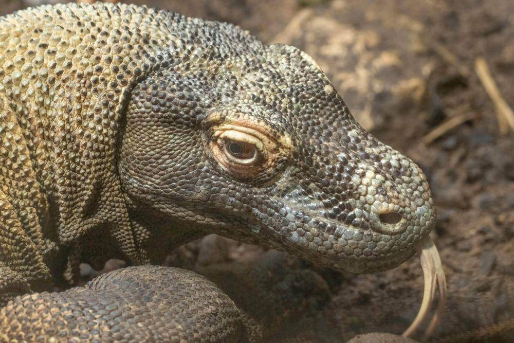 lidah komodo yang berguna untuk merasakan mangsa (pexels.com/Miguel Cuenca)