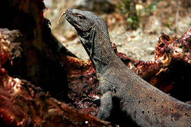 seekor komodo yang memakan mangsanya yang lebih besar (einarsen.no/Indonesia/Flores)