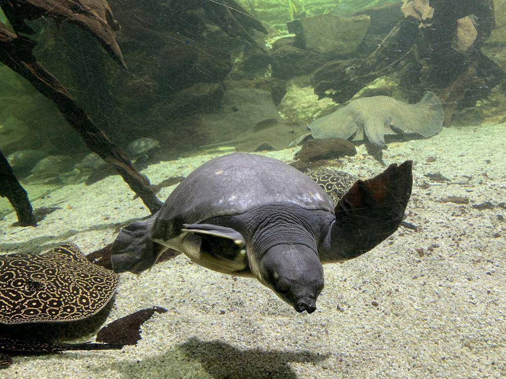 Pig-nosed turtle (commons.m.wikimedia.org/Chabe01)