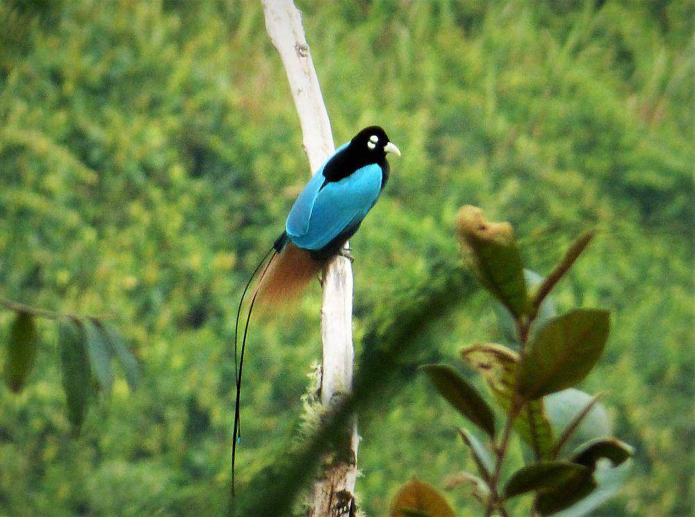 Cenderawasih biru (commons.m.wikimedia.org/gailhampshire)
