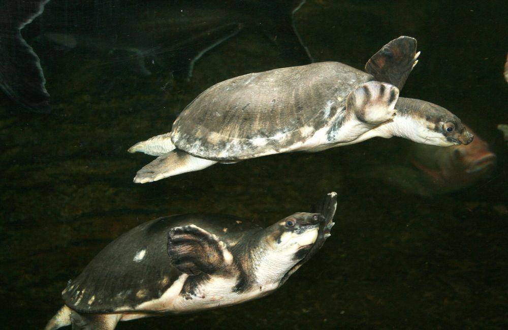 Pig-nosed turtle (commons.m.wikimedia.org/Karelj)