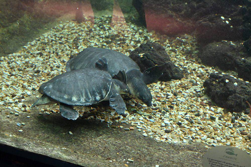 Pig-nosed turtle (commons.m.wikimedia.org/Monsieur VB)