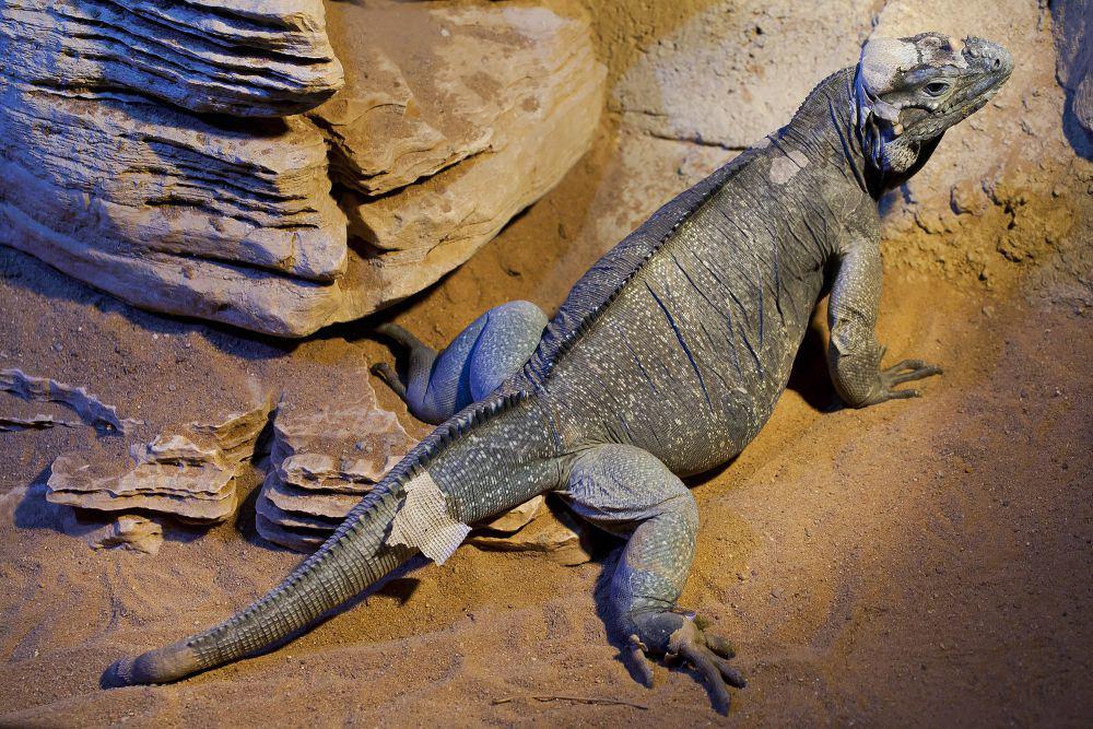 6 Fakta Unik Iguana Badak, Apa Fungsi dari Tanduknya?