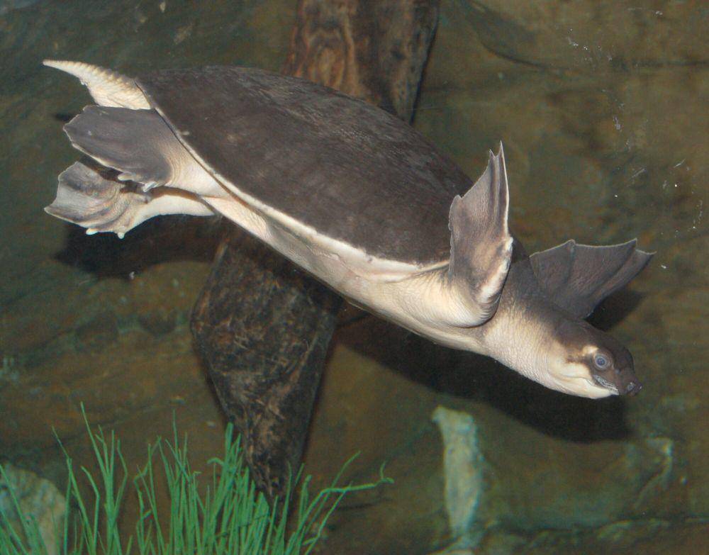 Pig-nosed turtle (commons.m.wikimedia.org/Derek Ramsey)