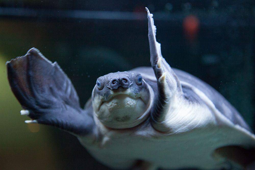 Pig-nosed turtle (commons.m.wikimedia.org/Gennady Grachev)