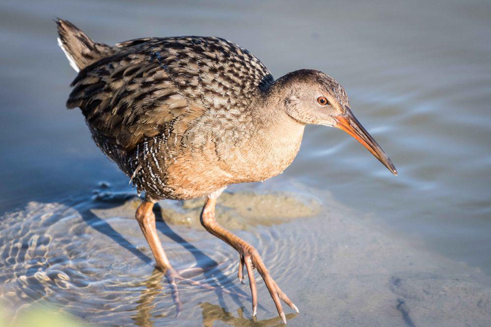 5 Fakta Ridgway's Rail, Burung Rawa yang Hampir Terancam Punah