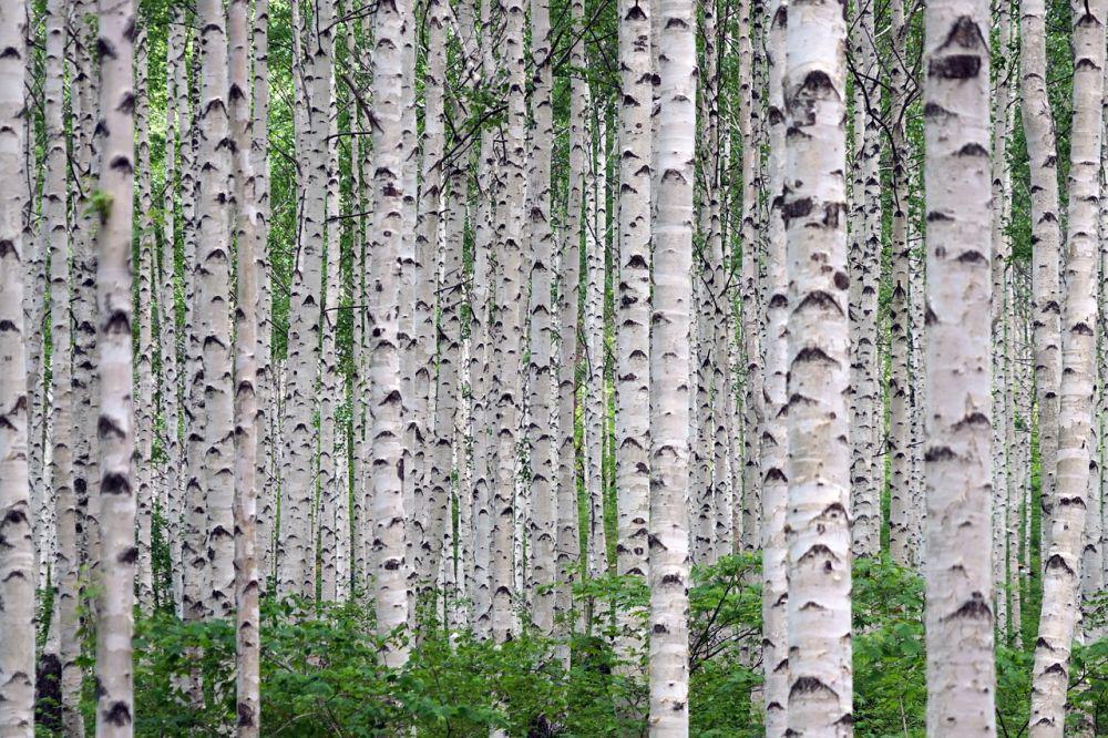 6 Fakta Unik Pohon Birch, Punya Kulit Kayu yang Khas