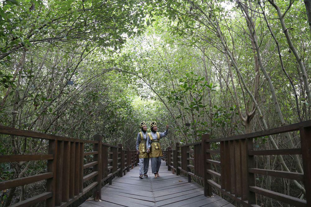 Kebun Raya Mangrove Surabaya Bakal Tambah Jenis Tanaman
