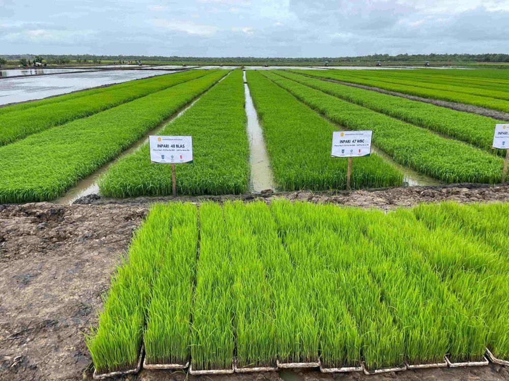 Revolusi Hijau 2.0: Benih Bioteknologi Jalan Baru Atasi Krisis Pangan