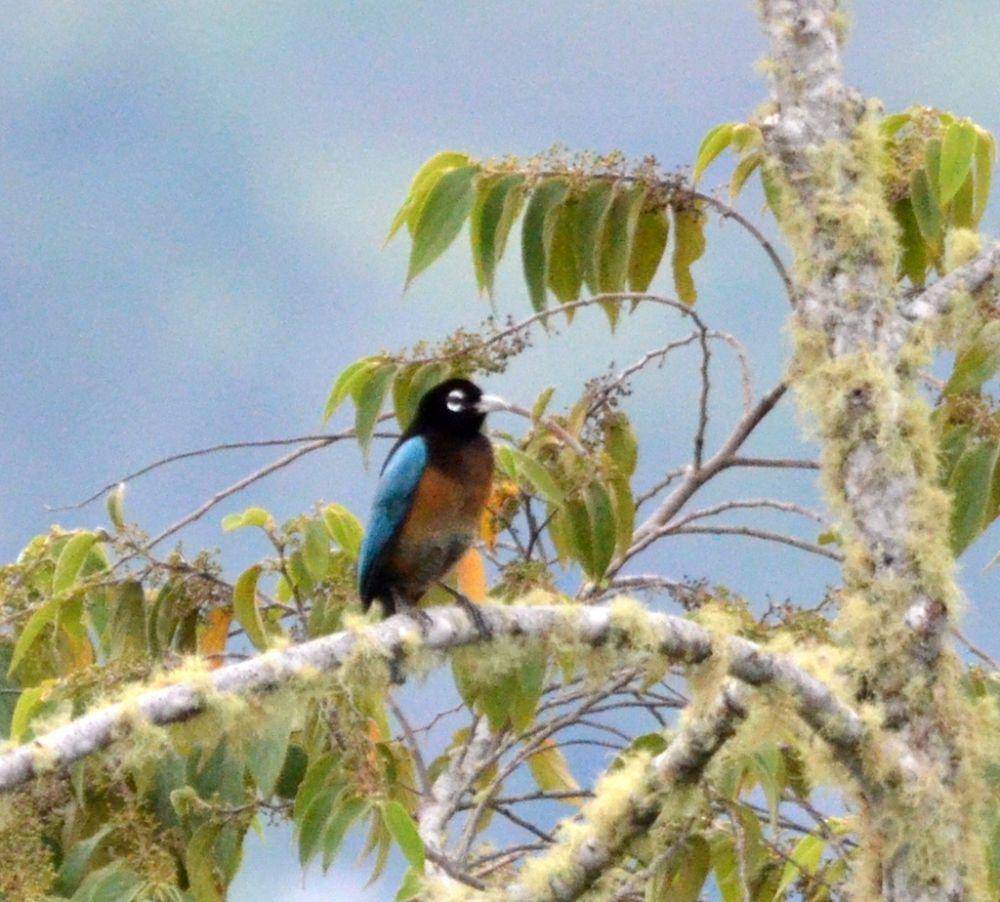 Cenderawasih biru (inaturalist.org/Micha Baum)