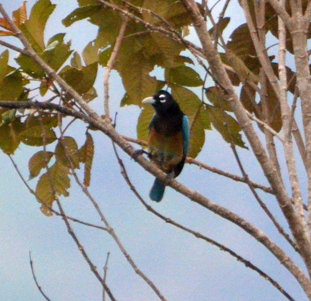 Cenderawasih biru (inaturalist.org/Micha Baum)
