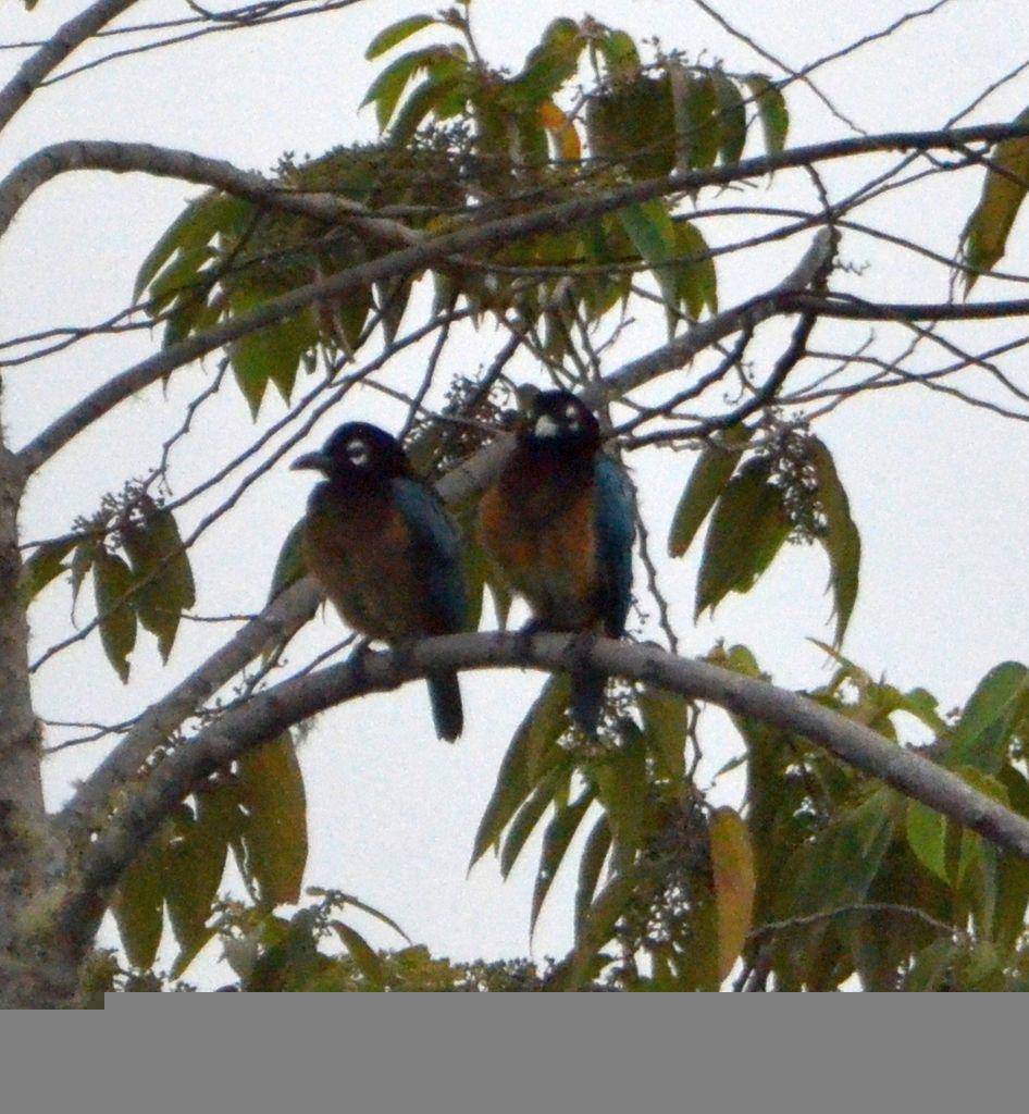 Cenderawasih biru (inaturalist.org/Micha Baum)