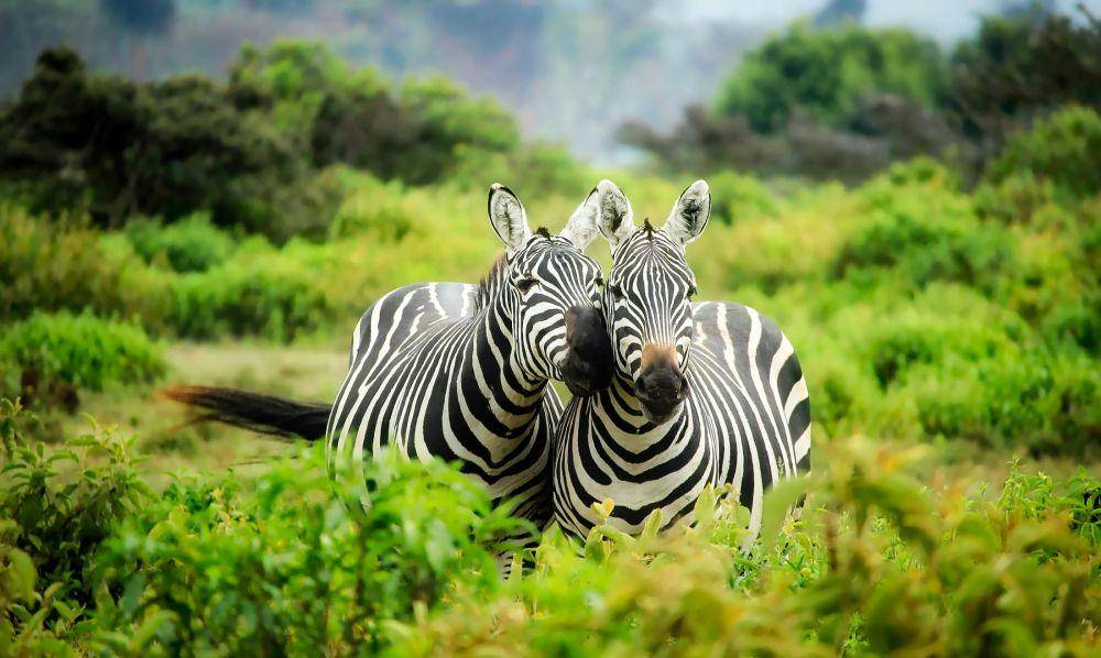 Ilustrasi kebun binatang (pexels.com/Pixabay)