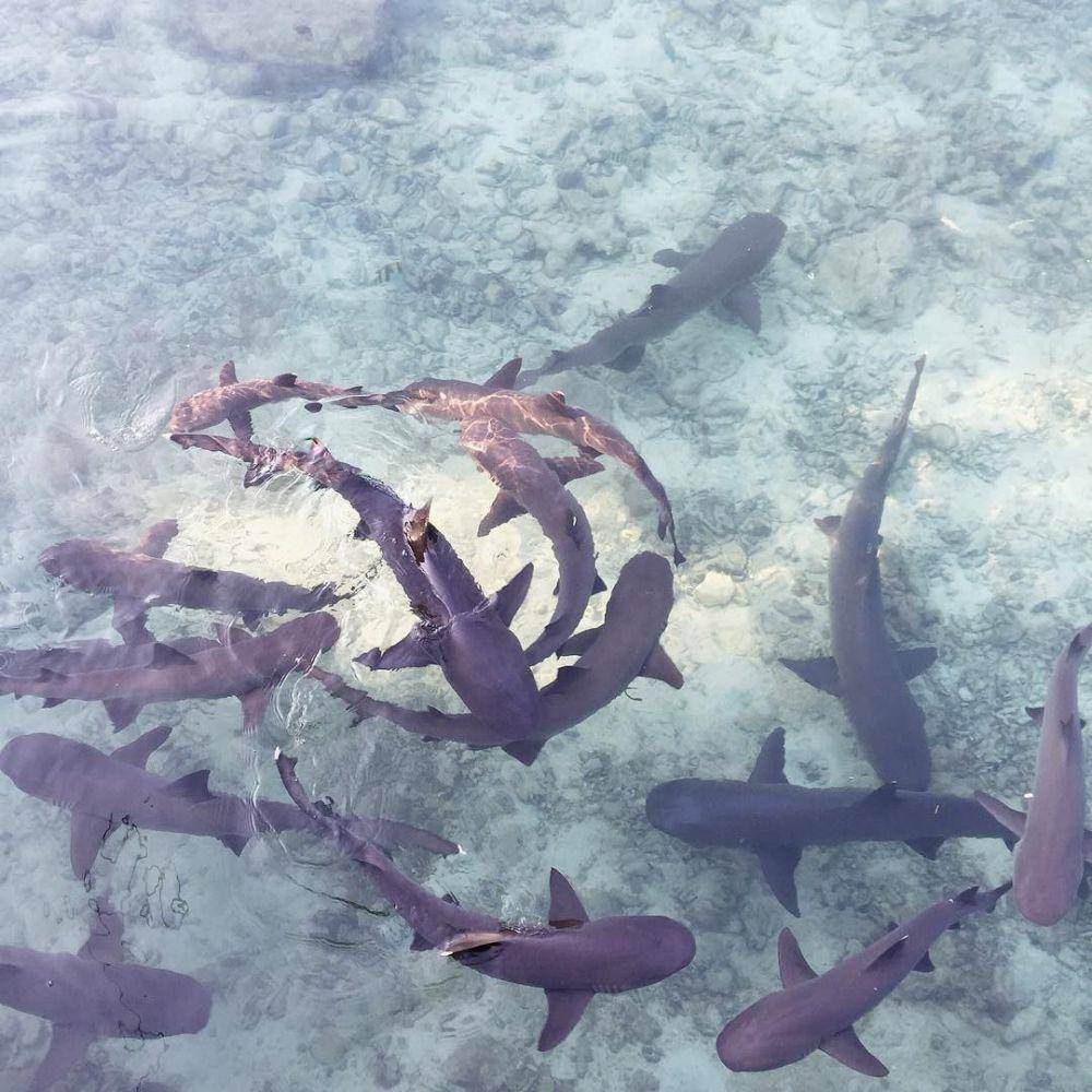 Penangkaran Hiu di Karimunjawa (instagram.com/merlynjoanvin)