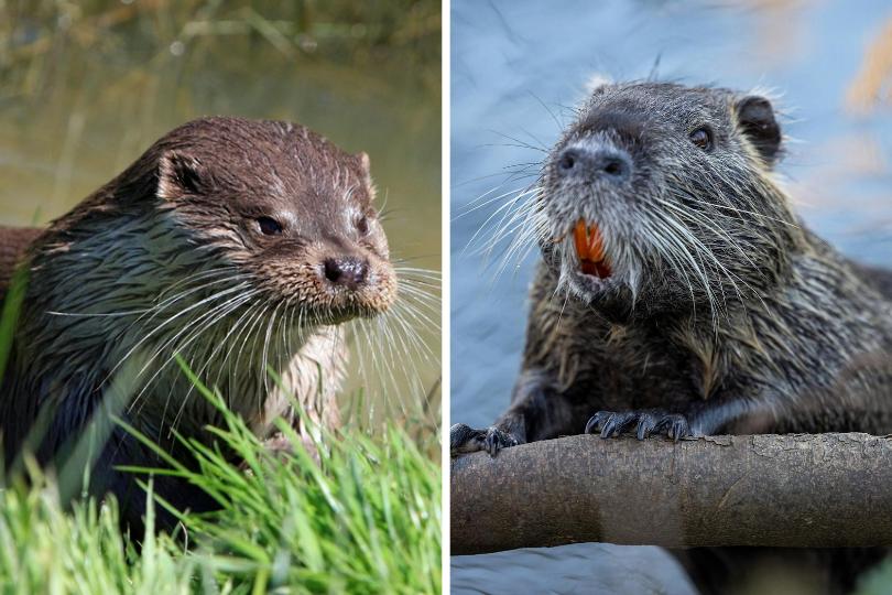 Sering Dikira Sama, Ini 8 Perbedaan Beaver dan Otter