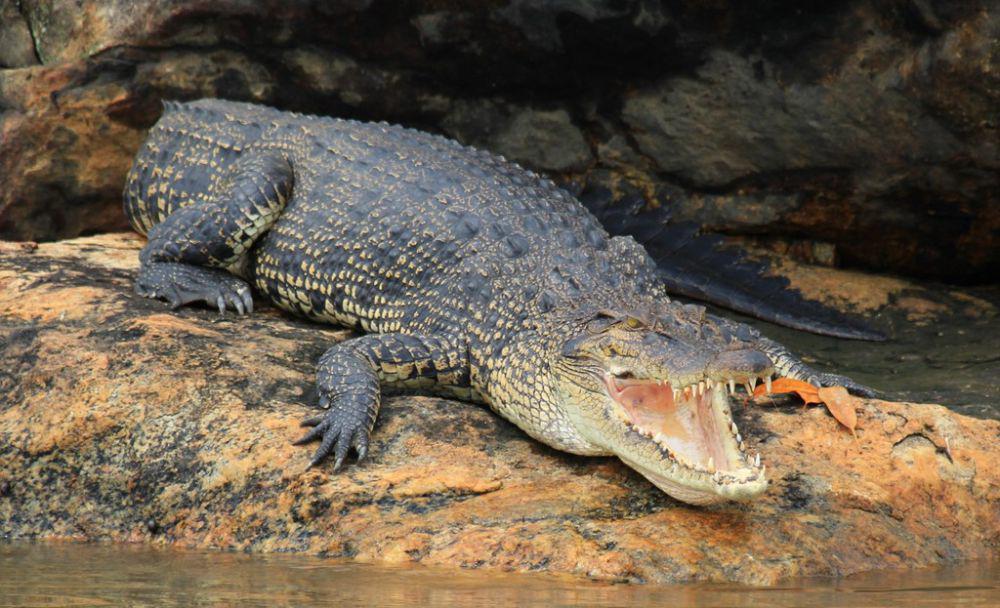 5 Reptil Berkulit Keras, Kulitnya Seperti Perisai yang Sangat Kuat!