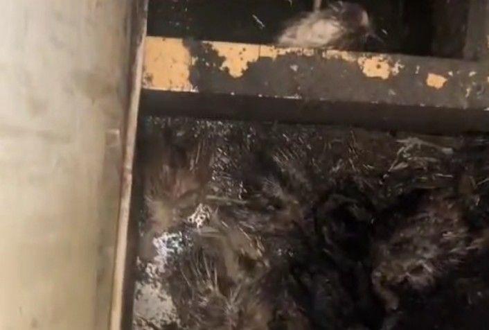 Viral! Banyak Bangkai Kalkun di Kos Kosong, Warga Seminggu Tahan Bau