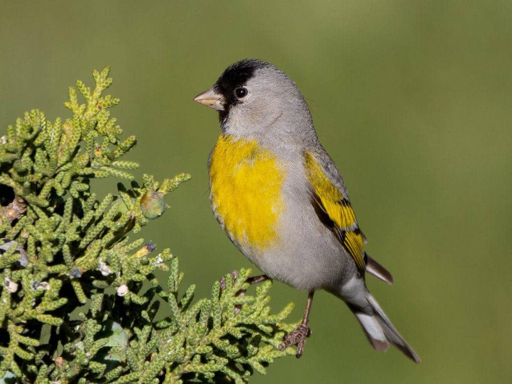Mengenal 3 Spesies Burung Goldfinch Famili Fringillidae, asal Amerika