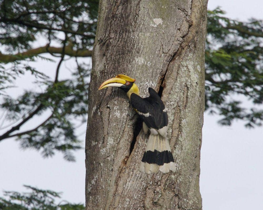 Rangkong papan (commons.m.wikimedia.org/Lip Kee Yap)