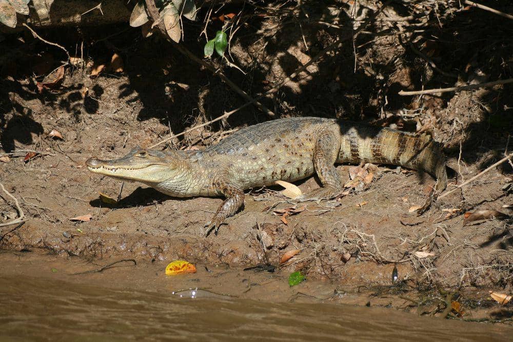 Spectacled caiman (commons.m.wikimedia.or/Berrucomons)
