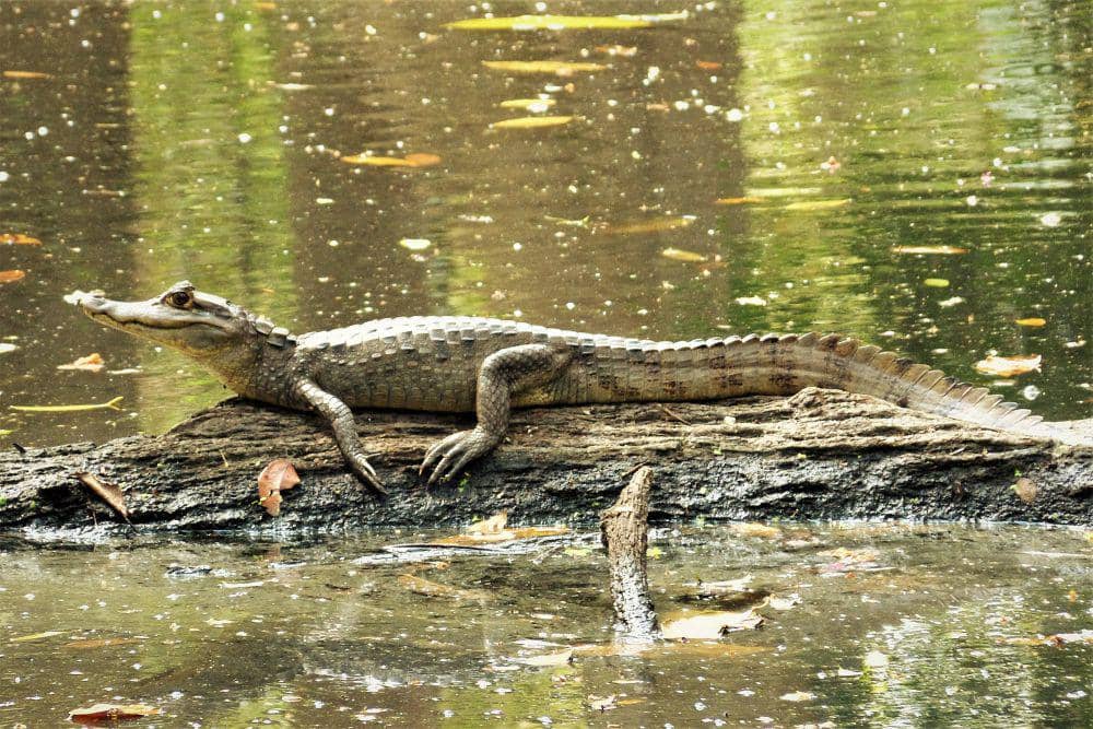 5 Fakta Spectacled Caiman, Banyak Diburu untuk Diambil Kulitnya