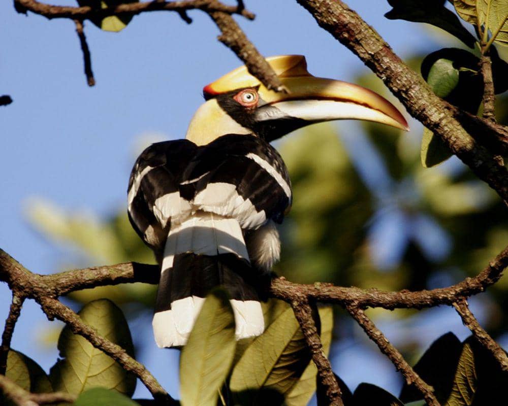 Rangkong papan (commons.m.wikimedia.org/Lip Kee)