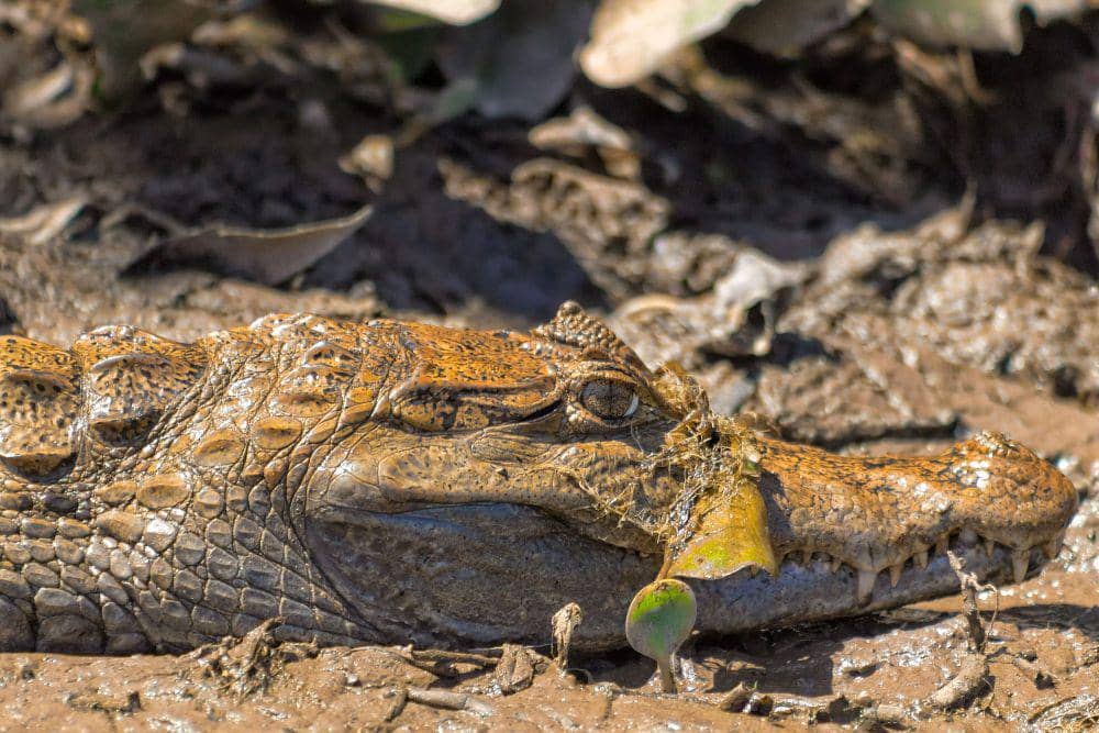 Spectacled caiman (commons.m.wikimedia.or/Fernando Flores)