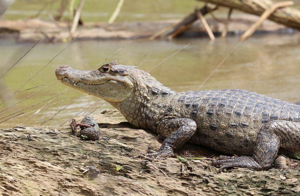Spectacled caiman (commons.m.wikimedia.or/Bernard Gagnon)