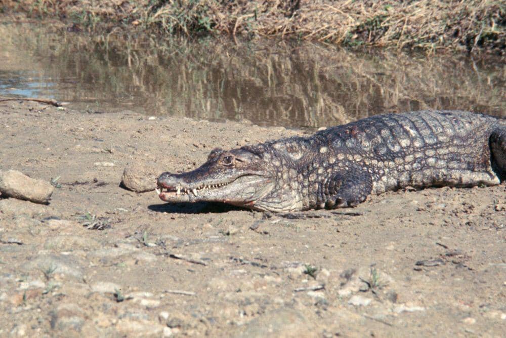 Spectacled caiman (commons.m.wikimedia.or/DPLA)