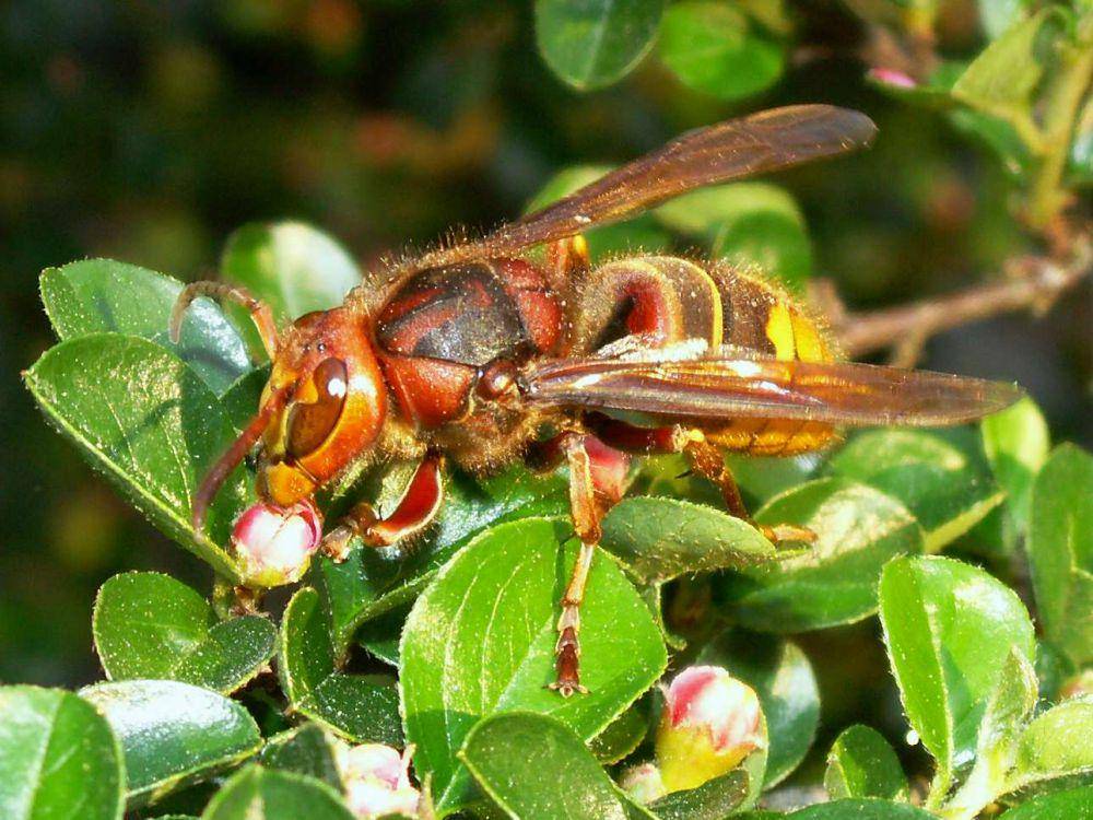 Lebah eropa (commons.wikimedia.org/Markus Flath MFbay)