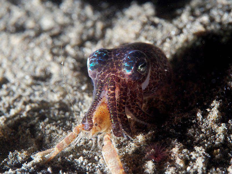 potret hummingbird bobtail squid yang sedang mengonsumsi mangsanya (commons.wikimedia.org/Rickard Zerpe)