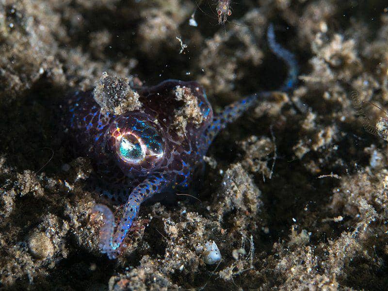Hummingbird bobtail squid hidup di daerah berpasir atau sedimen berbatu di laut dangkal. (commons.wikimedia.org/Rickard Zerpe)