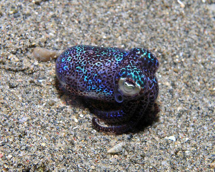 Tak hanya kecil, hummingbird bobtail squid juga memiliki usia yang relatif pendek. (commons.wikimedia.org/Nick Hobgood)