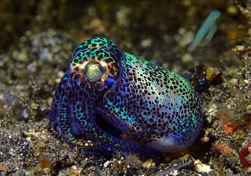 hummingbird bobtail squid sedang mengubah warna menjadi biru (commons.wikimedia.org/Dan Schofield)