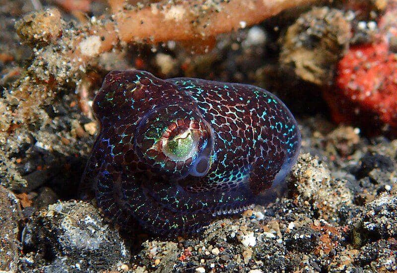 5 Fakta Cumi-cumi Hummingbird Bobtail Squid, Berubah Warna saat Malam