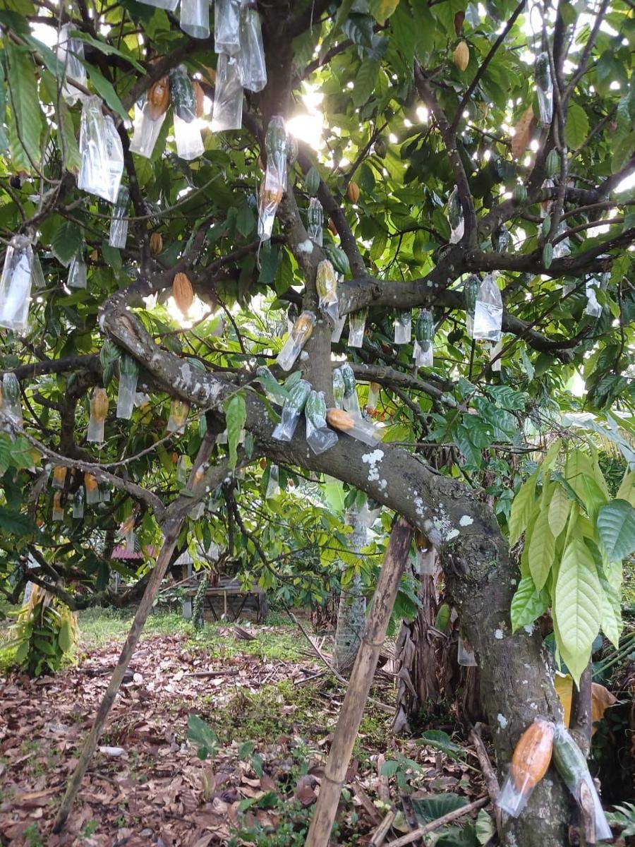 Teknik penyarungan buah kakao (Dok.IDNTimes/Istimewa)