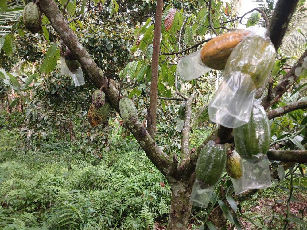 Teknik sarung pada buah kakao (Dok.IDNTimes/Istimewa)