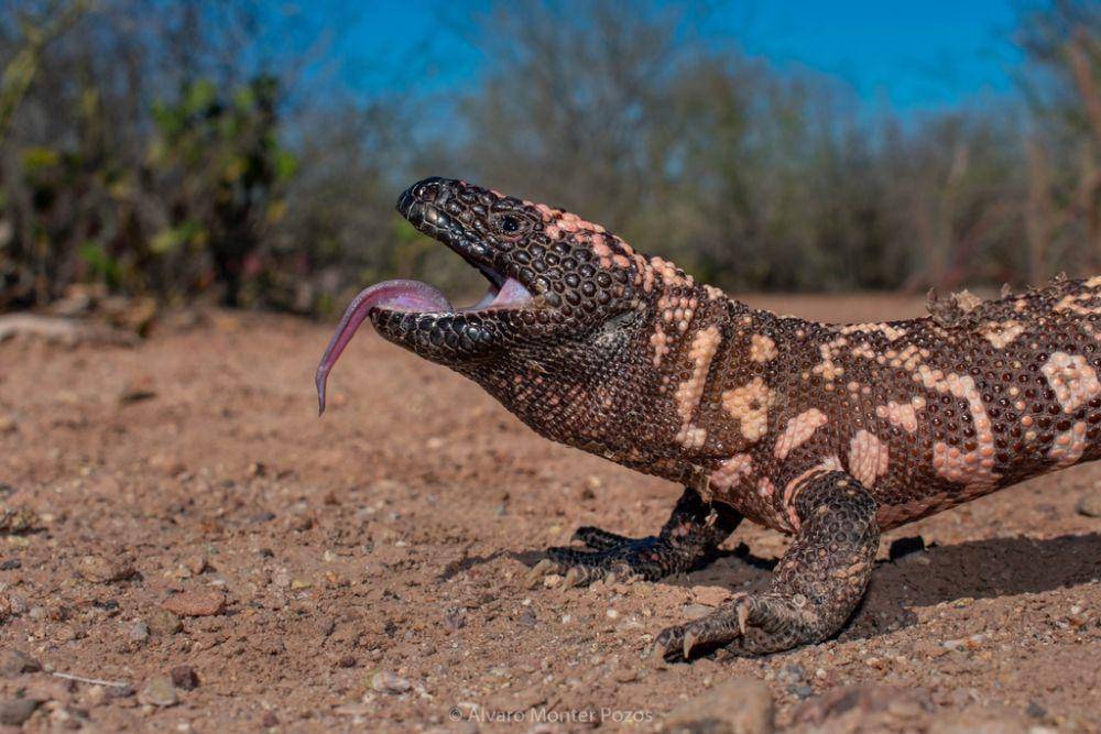 Gila monster, salah satu hewan yang memiliki osteoderm (inaturalist.org/a_monter)