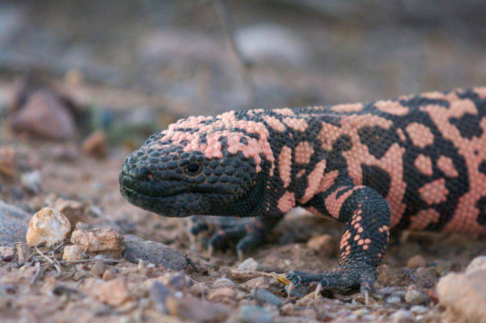 Gila monster (inaturalist.org/sullivanribbit)