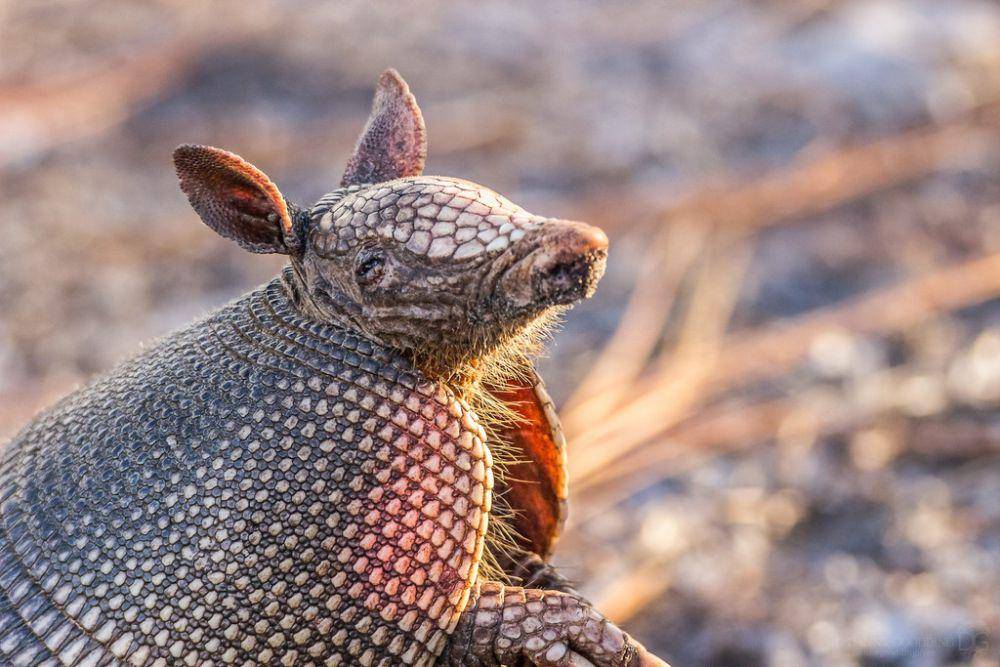 Armadilo (inaturalist.org/alexanderr)