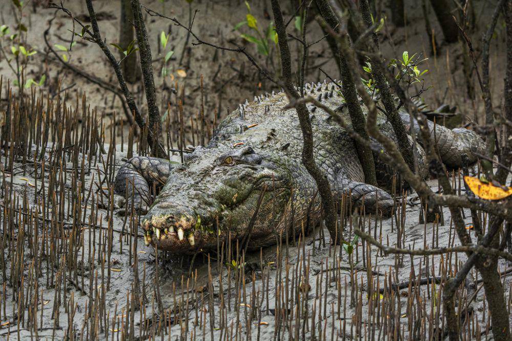 Buaya (inaturalist.org/shubhra1)