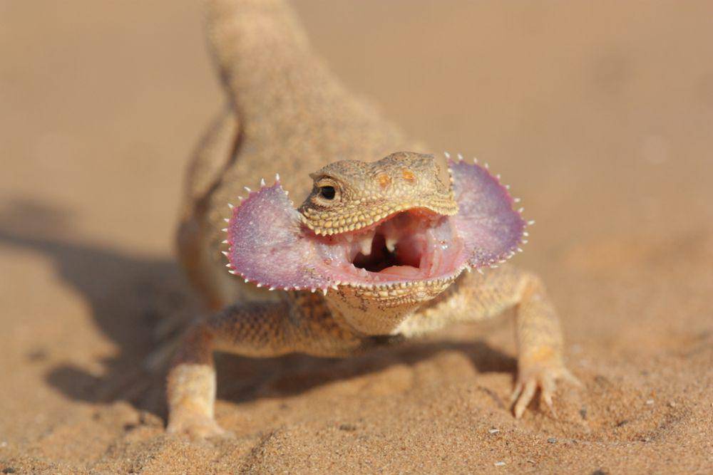 Abses sering menyerang mulut reptil (inaturalist.org/neymark)