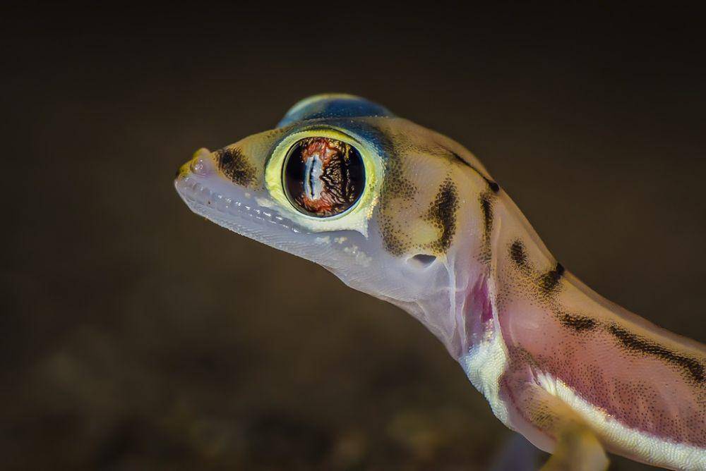 Berbagai reptil bisa terkena infeksi parasit (inaturalist.org/laurent_h)