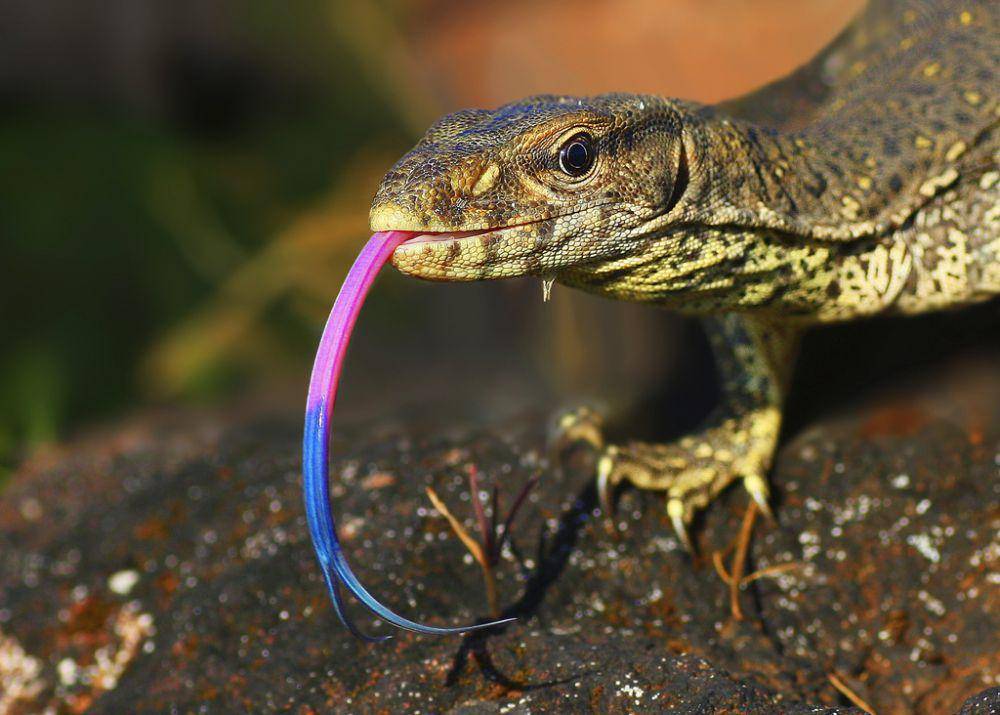 Reptil rentan terkena stres (inaturalist.org/caesar)