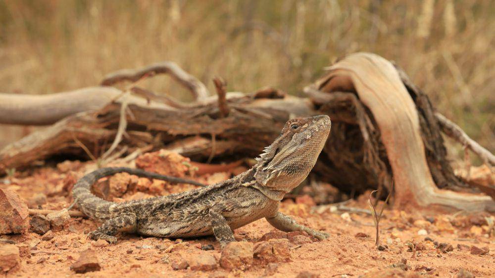 Pembusukan mulut sering menyerang bearded dragon (inaturalist.org/mitchthorburn)
