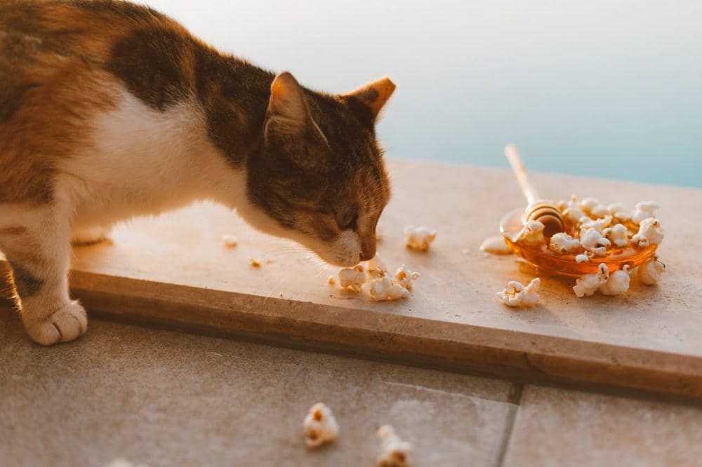 Ilustrasi kucing mengendus makanan (pexels.com/Roman Odintsov)