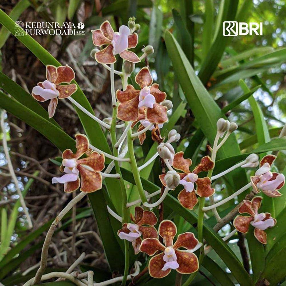 Anggrek Vanda Coklat, salah satu koleksi Kebun Raya Purwodadi. Instagram/kebunraya_purwodadi