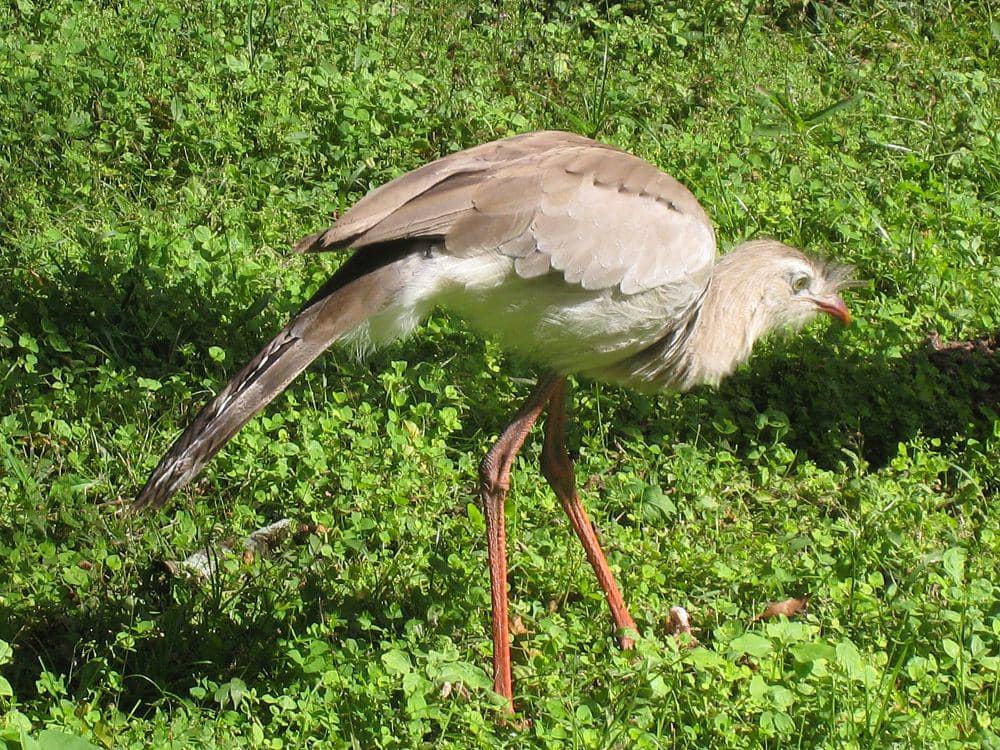 Red-legged seriema (commons.m.wikimedia.org/Mark Iverson)