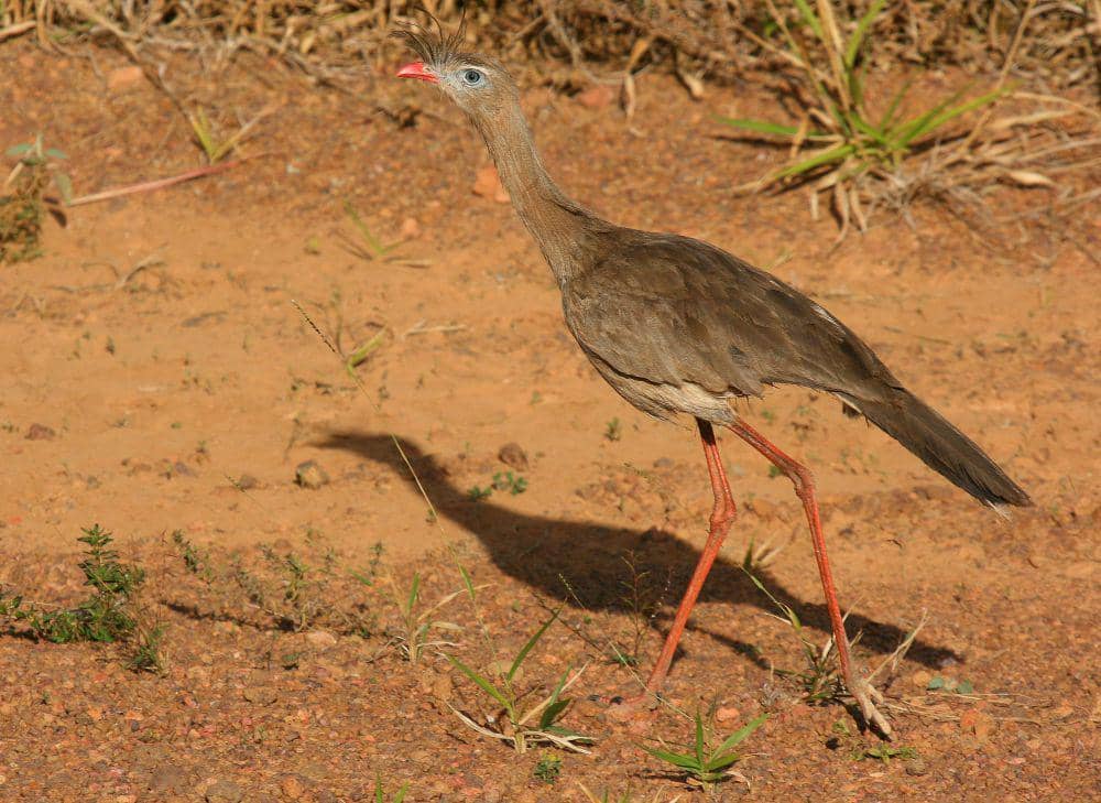Red-legged seriema (commons.m.wikimedia.org/Wagner Machado Carlos Lemes)